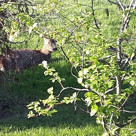 Guest house Gaestehus Stillinge